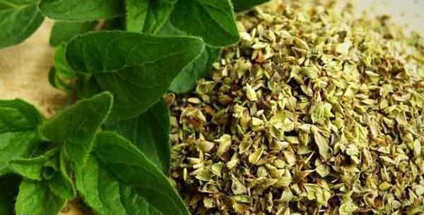 عکس مرزنجوش کوهی