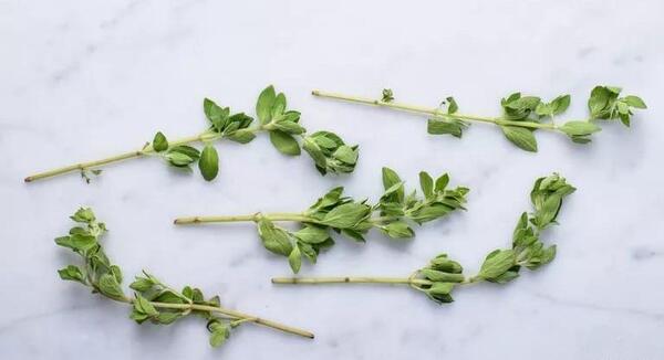 عکس مرزنجوش کوهی