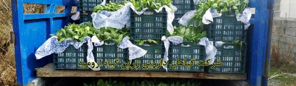 عکس مرزنجوش کوهی