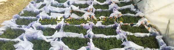 عکس مرزنجوش کوهی