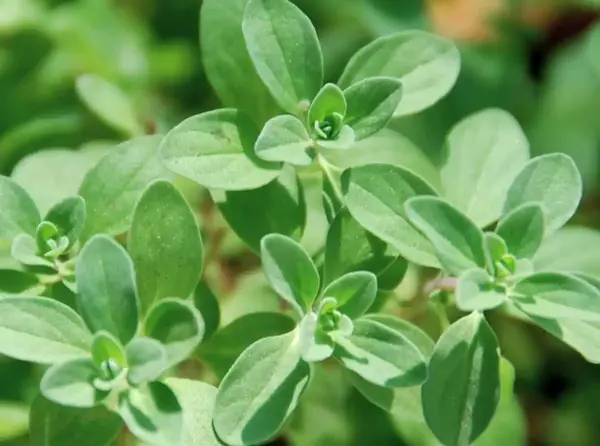 عکس مرزنجوش کوهی
