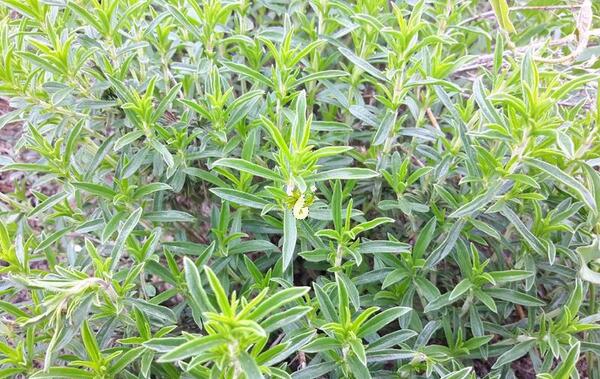 عکس مرزنجوش کوهی