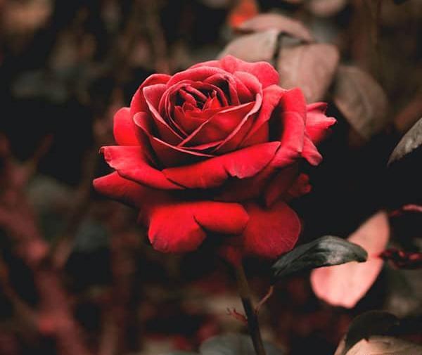 عکس گل دوست داشتنی