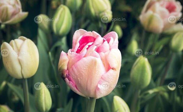 عکس گل دوست داشتنی