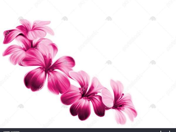 عکس گل دوست داشتنی