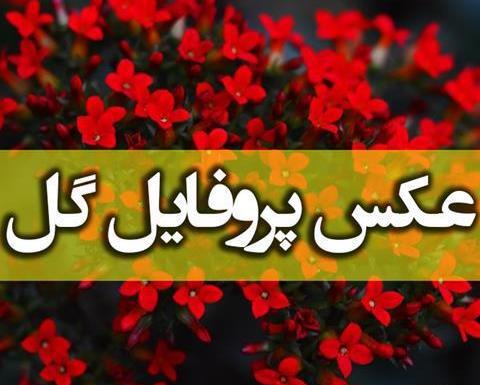 عکس گل دوست