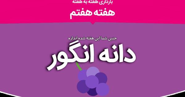 عکس سونوگرافی هفته هفتم بارداری نی نی سایت