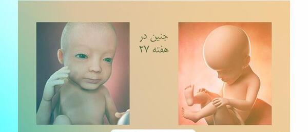 عکس سونوگرافی هفته هفتم بارداری نی نی سایت
