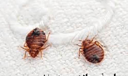 عکس ساس خانگی نی نی سایت