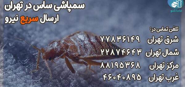عکس ساس خانگی نی نی سایت