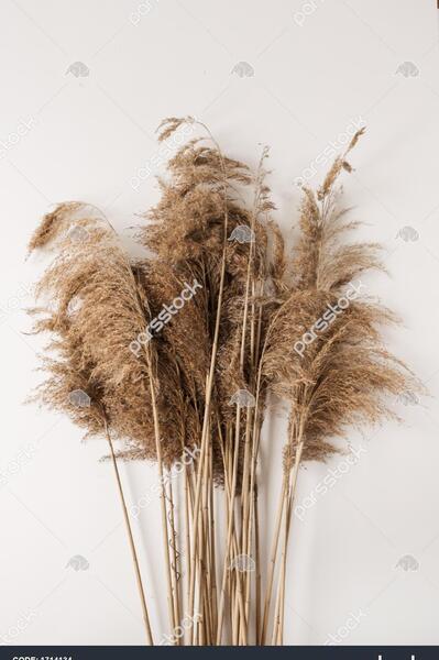 عکس شاخه گل نی نی سایت