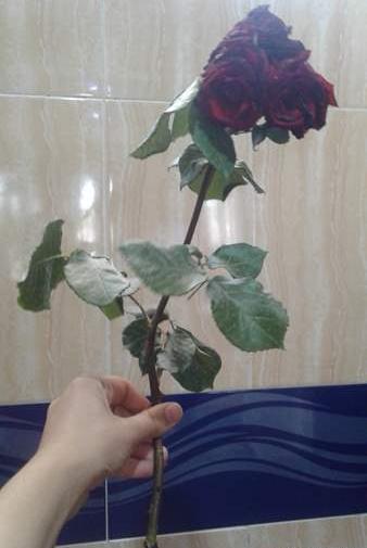 عکس شاخه گل نی نی سایت