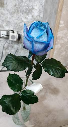 عکس شاخه گل نی نی سایت