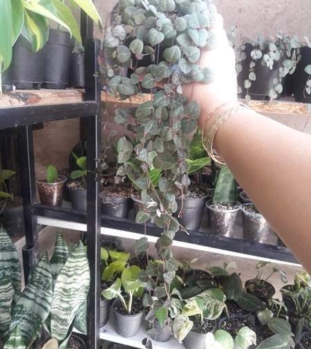 عکس گل پتوس نی نی سایت