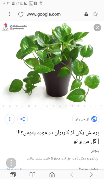 عکس گل پتوس نی نی سایت