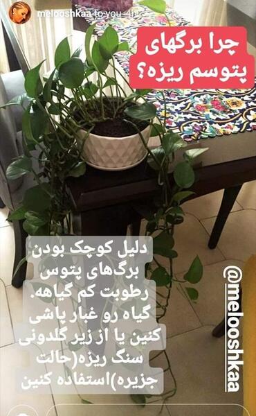 عکس گل پتوس نی نی سایت