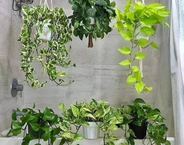 عکس گل پتوس نی نی سایت