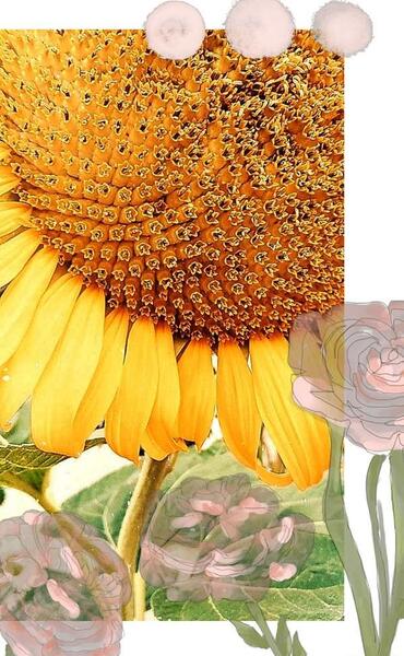 عکس گل های خونتون نی نی سایت