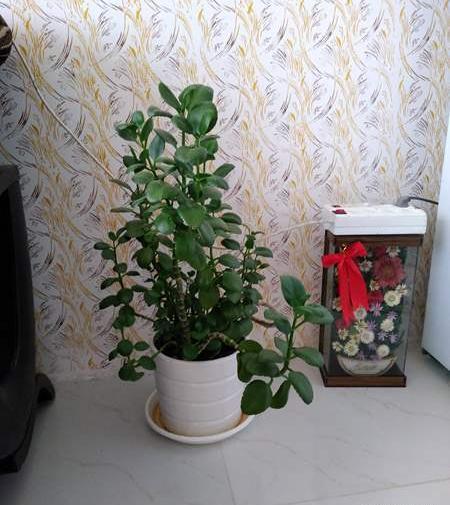 عکس از گل هاتون نی نی سایت