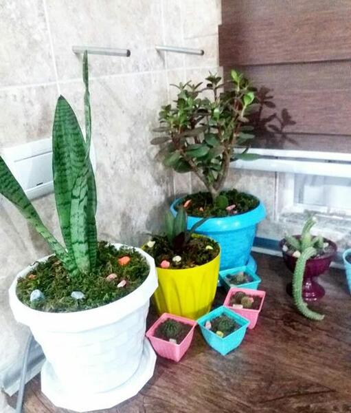 عکس از گل هاتون نی نی سایت