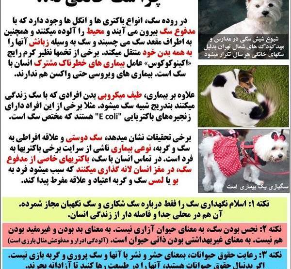 عکس گربه هاتون نی نی سایت