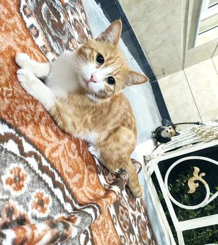 عکس گربه هاتون نی نی سایت