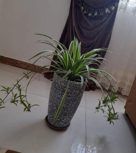 عکس گل و گیاه نی نی سایت
