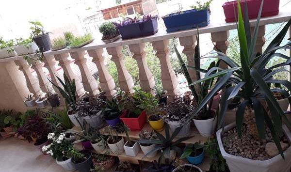 عکس گل و گیاه نی نی سایت
