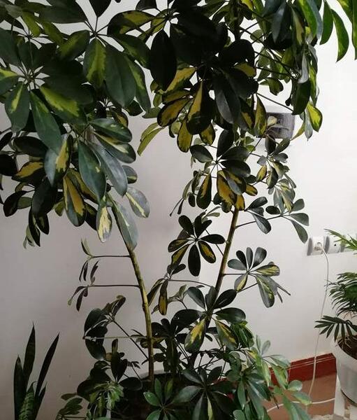 عکس گل و گیاه نی نی سایت