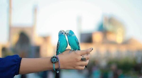 عکس دست عاشقانه نی نی سایت