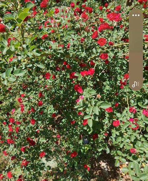 عکس حیاط خونتون نی نی سایت