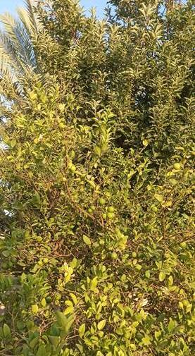 عکس حیاط خونه هاتون نی نی سایت