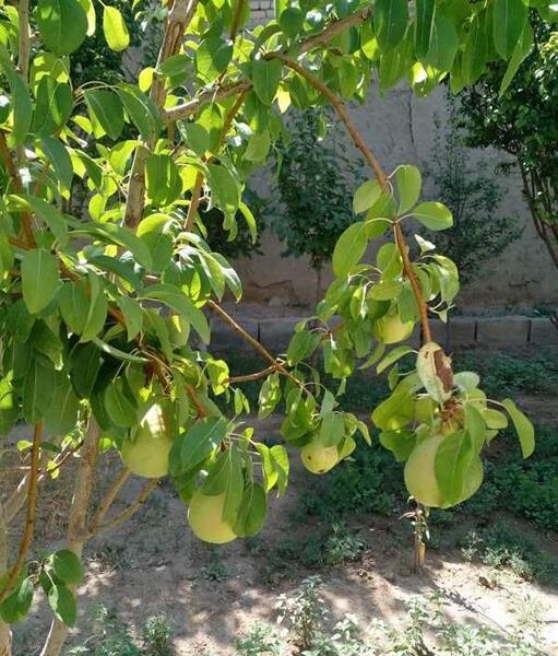 عکس حیاط خونه هاتون نی نی سایت