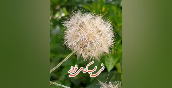 عکس هایده وضعیت واتساپ شاد