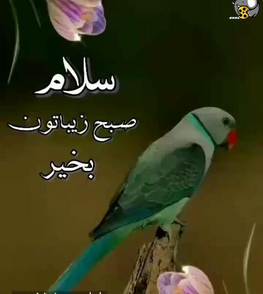 عکس وضعیت واتساپ صبح بخیر شاد