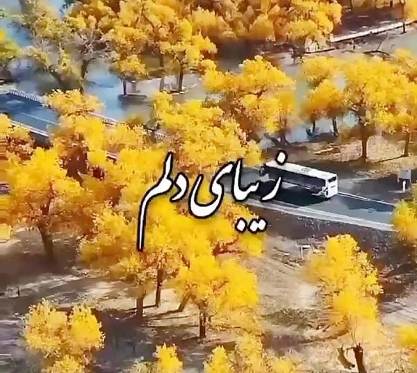 عکس وضعیت واتساپ زیبای دلم بی تابت شدم