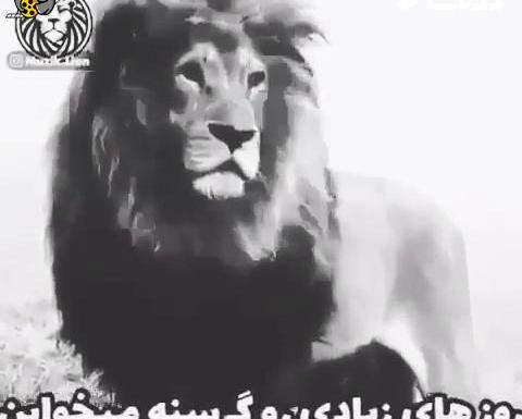عکس فیلم لاتی برای وضعیت واتساپ رفیق