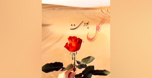 عکس استوری گل عاشقانه