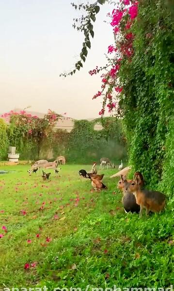 عکس استوری طبیعت با آهنگ ملایم