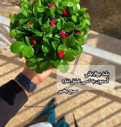 عکس کلیپ صبح بخیر پر انرژی برای استوری