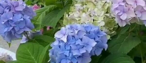 عکس کلیپ صبح بخیر پر انرژی برای استوری