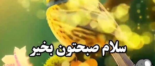 عکس کلیپ صبح بخیر پر انرژی برای استوری