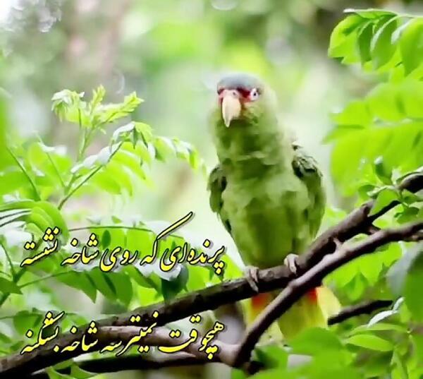 عکس فیلم استوری شاد واتساپ