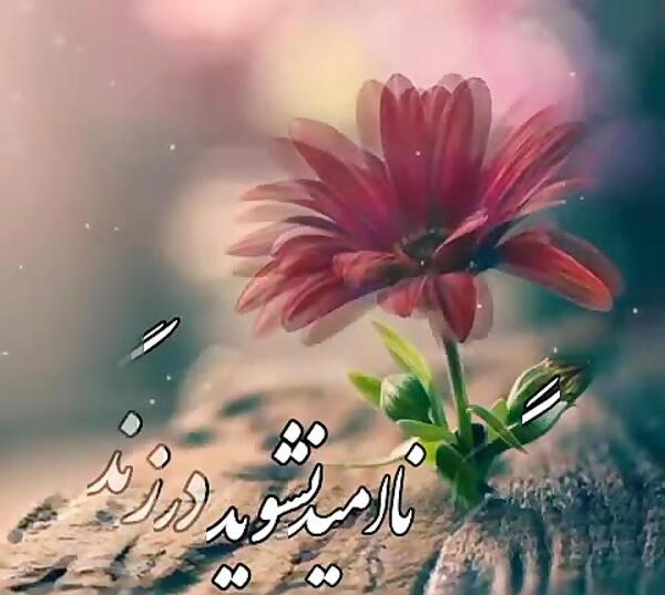 عکس کلیپ استوری زندگی زیباست