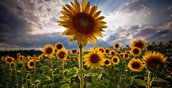 دانلود عکس طبیعت برای لپ تاپ