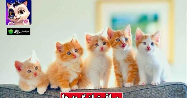 عکس بازی گربه ها