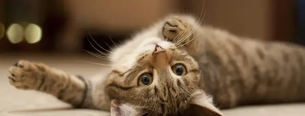 عکس بازی گربه ها