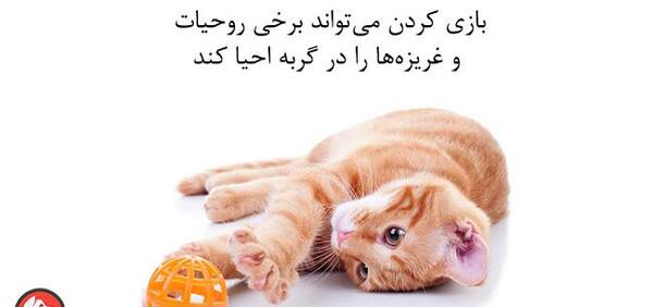 عکس بازی گربه ها