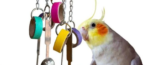 عکس اسباب بازی طوطی سخنگو