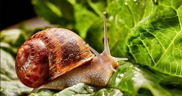 عکس اسباب بازی حلزون خانگی